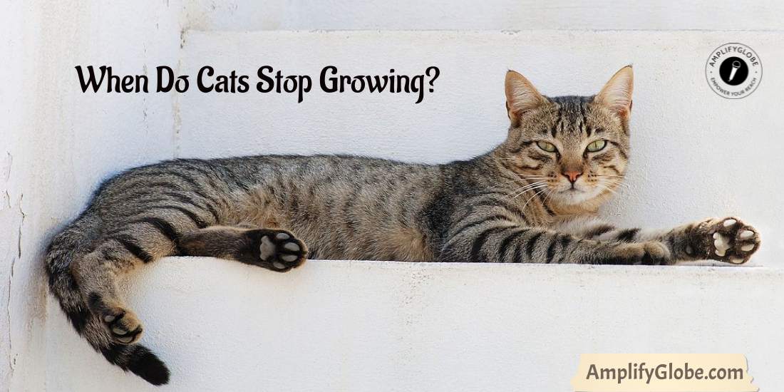 When Do Cats Stop Growing? - AmplifyGlobe